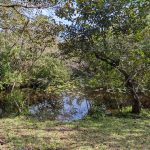 Wetland Trail North, Fern Forest Nature Center